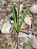 Gastrolychnis brachypetala. Часть побега. Магаданская обл., Ольский р-н, окр. пос. Гадля, р. Ола, на галечнике. 07.08.2021.