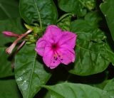 Mirabilis jalapa