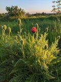 Papaver orientale