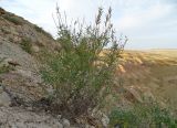 Astragalus saphronovae