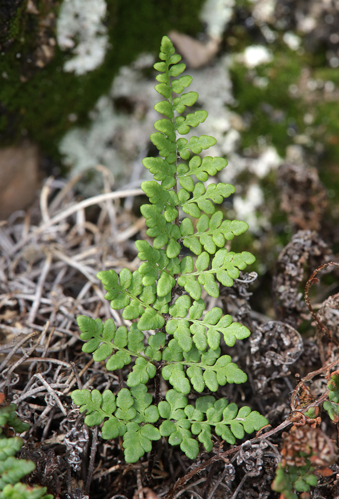 Изображение особи Oeosporangium acrosticum.