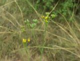 Bupleurum praealtum