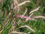 × Elyhordeum arcuatum. Верхушки плодоносящих и цветущего побега. Магаданская обл., г. Магадан, ул. Приморская, небольшой заросший пустырь. 04.09.2022.