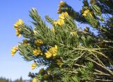 Genista linifolia. Верхушки ветвей с соцветиями. Испания, автономное сообщество Каталония, провинция Жирона, комарка Баш Эмпорда, муниципалитет Калонже, обочина просёлочной дороги. 04.04.2024.