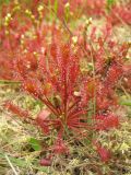 Drosera intermedia. Вегетирующее растение на подсохшем сфагнуме. Нидерланды, провинция Drenthe, Brunsting, заказник Brunstinger plassen. 25 июля 2008 г.