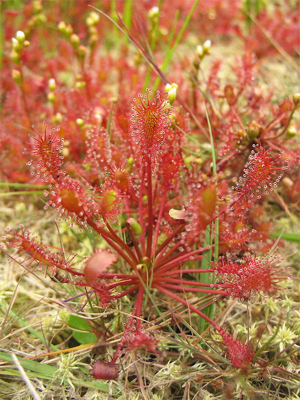 Изображение особи Drosera intermedia.