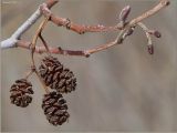 Alnus glutinosa. Женские цветочные почки и сухие соплодия . Чувашия, окр. г. Шумерля, берег р. Сура. 15 апреля 2011 г.