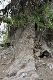 Platycladus orientalis. Ствол старого дерева в прикорневой части. Узбекистан, хр. Нуратау, ущ. Маджерумсай, Нуратинский заповедник. 26.03.2011.