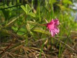 Rubus arcticus. Верхушка цветущего растения. Карелия, берег оз. Сегозеро. 13.06.2009.