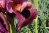 Iris mariae