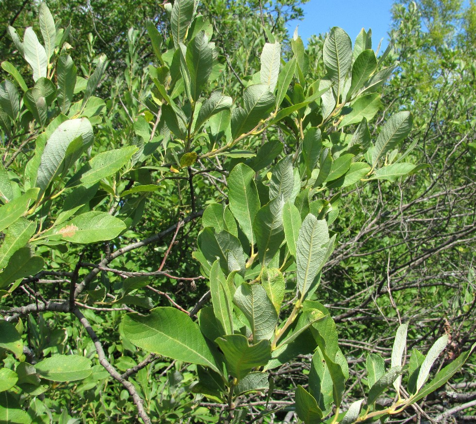 Изображение особи Salix cinerea.