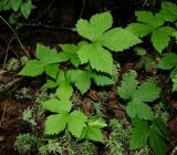 Rubus humulifolius. Вегетирующее растение. Архангельская обл., Вельский р-н, заболоченный преимущественно еловый лес. 15.08.2012.