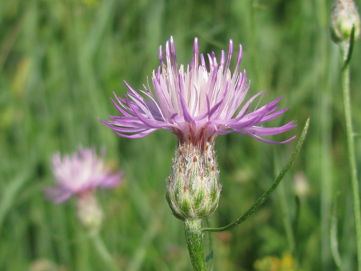 Изображение особи Centaurea borysthenica.