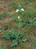 Phlomoides labiosa. Цветущее растение. Узбекистан, Кашкадарьинская обл., низкогорья в окр. Дехканабада, горы Кайпантау. 19.05.2009.