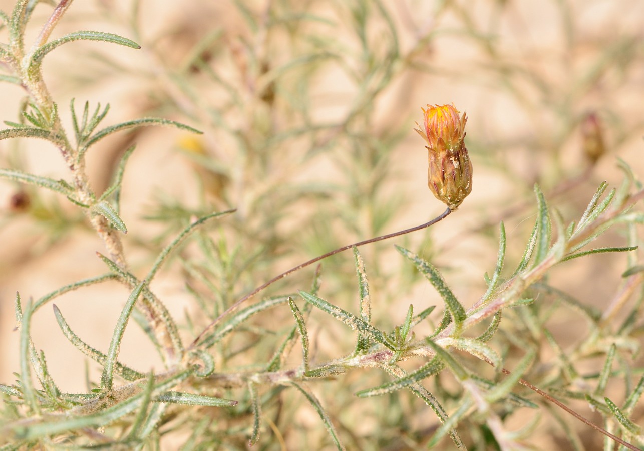 Image of Leysera leyseroides specimen.