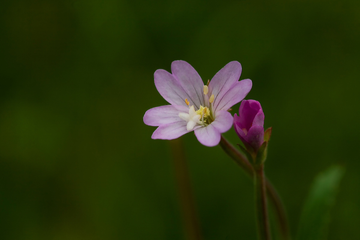 Изображение особи род Epilobium.