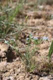 genus Lappula. Цветущее растение. Южный Казахстан, горы Каракус, плато. 16.05.2013.