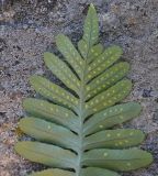 род Polypodium