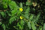 Tribulus terrestris