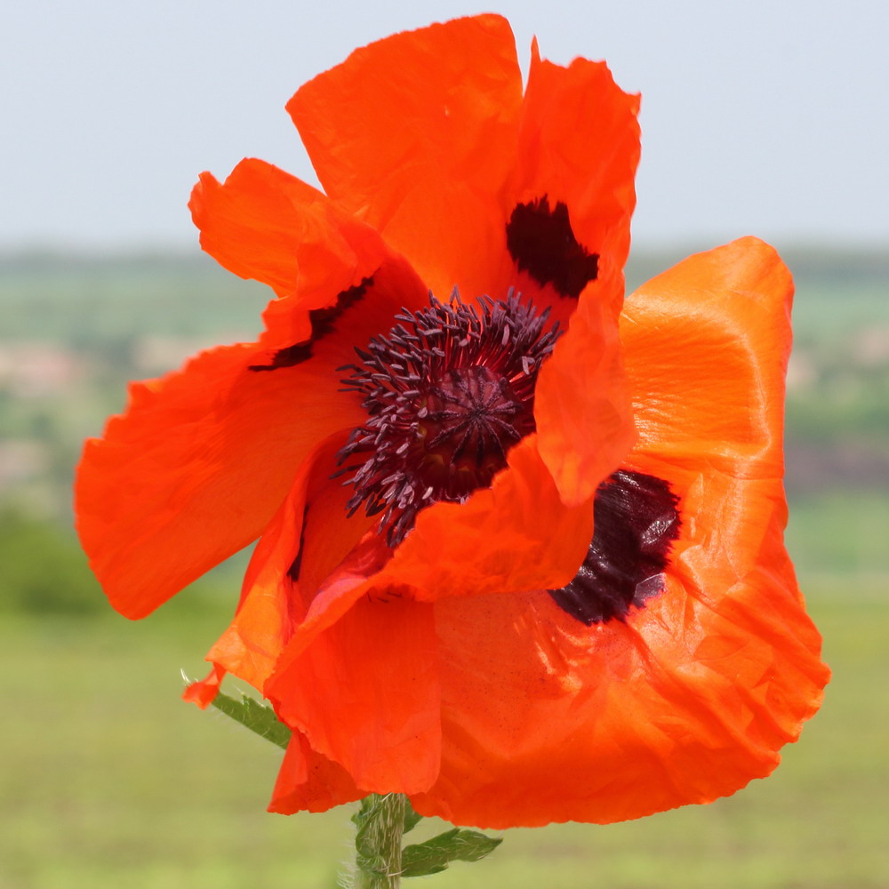 Мак восточный (Papaver orientale)