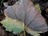 Acer pseudoplatanus. Опавший лист со спороношениями микромицетов (вид снизу). Краснодарский край, Сочи, окр. с. Ахштырь, лес. 28.10.2015.