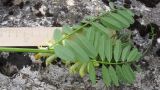 Vicia balansae