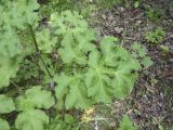 Heracleum sibiricum. Нижняя часть растения. Крым, Бахчисарайский р-н, окр. бывшего с. Подлесное, лиственный лес. 08.06.2014.