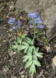 Corydalis turtschaninovii