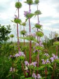 Phlomoides tuberosa. Нижняя часть соцветия. Пензенская обл., Лунинский р-н, окр. с. Ферлюдинка, левый берег р. Шукша, опушка сосново-широколиственного леса. 19 июня 2015 г.