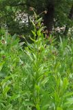 Cynoglossum germanicum