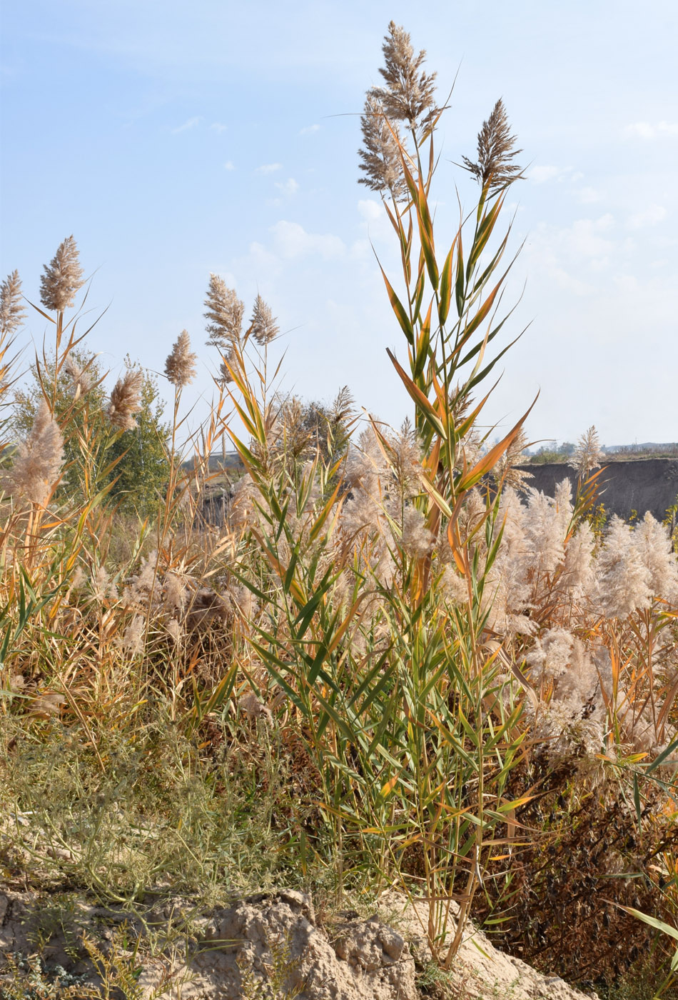 Изображение особи Phragmites australis.