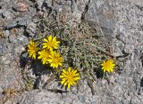 genus Taraxacum. Цветущее растение. Таджикистан, Фанские горы, перевал Алаудин, ≈ 3700 м н.у.м., каменистый склон. 05.08.2017.