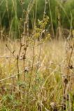 Galium verum. Верхушка плодоносящего побега. Башкортостан, Кугарчинский р-н, окр. дер. Мурадымово, природный парк \"Мурадымовское ущелье\", долина р. Большой Ик, вдоль грунтовой дороги среди луговой растительности. 3 сентября 2018 г.