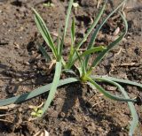 Dianthus подвид pallens