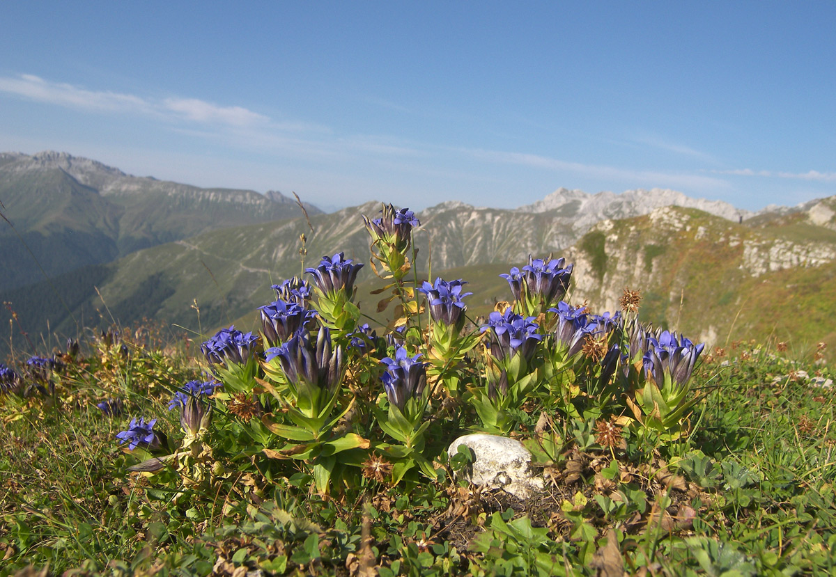 Изображение особи Gentiana septemfida.