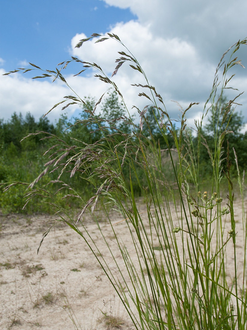 Изображение особи Festuca arundinacea.