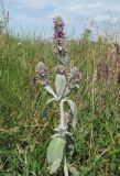 Stachys velata