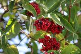 Sambucus racemosa