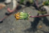 Taraxacum pectinatiforme