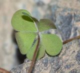 genus Oxalis