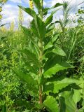 Verbascum lychnitis