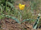 Tulipa suaveolens. Цветущее растение. Крым, Керченский п-ов, Приазовье, Караларская степь, степной склон. 6 мая 2021 г.