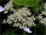 Hydrangea petiolaris