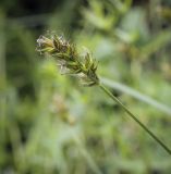 Carex spicata