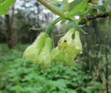 Lonicera caerulea. Соцветия. Московская обл., Щёлковский р-н, в культуре. 26.04.2023.