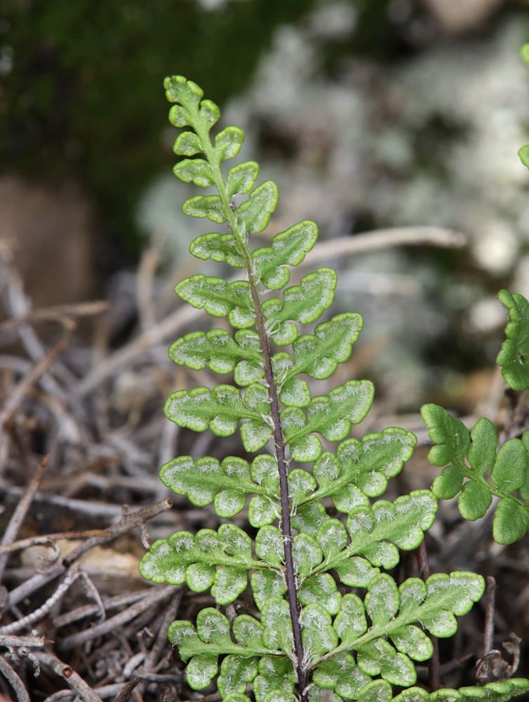 Изображение особи Oeosporangium acrosticum.