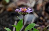 Aster sibiricus