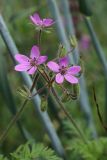 Erodium cicutarium. Соцветие. Беларусь, Витебская обл., окр. пос. Езерище, посевы овса (Avena sativa). 27.07.2023.