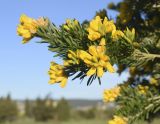 Genista linifolia