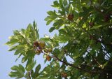 Ficus carica. Верхушки ветвей с соплодиями. Черногория, Сланское озеро (западный берег). 03.07.2011.